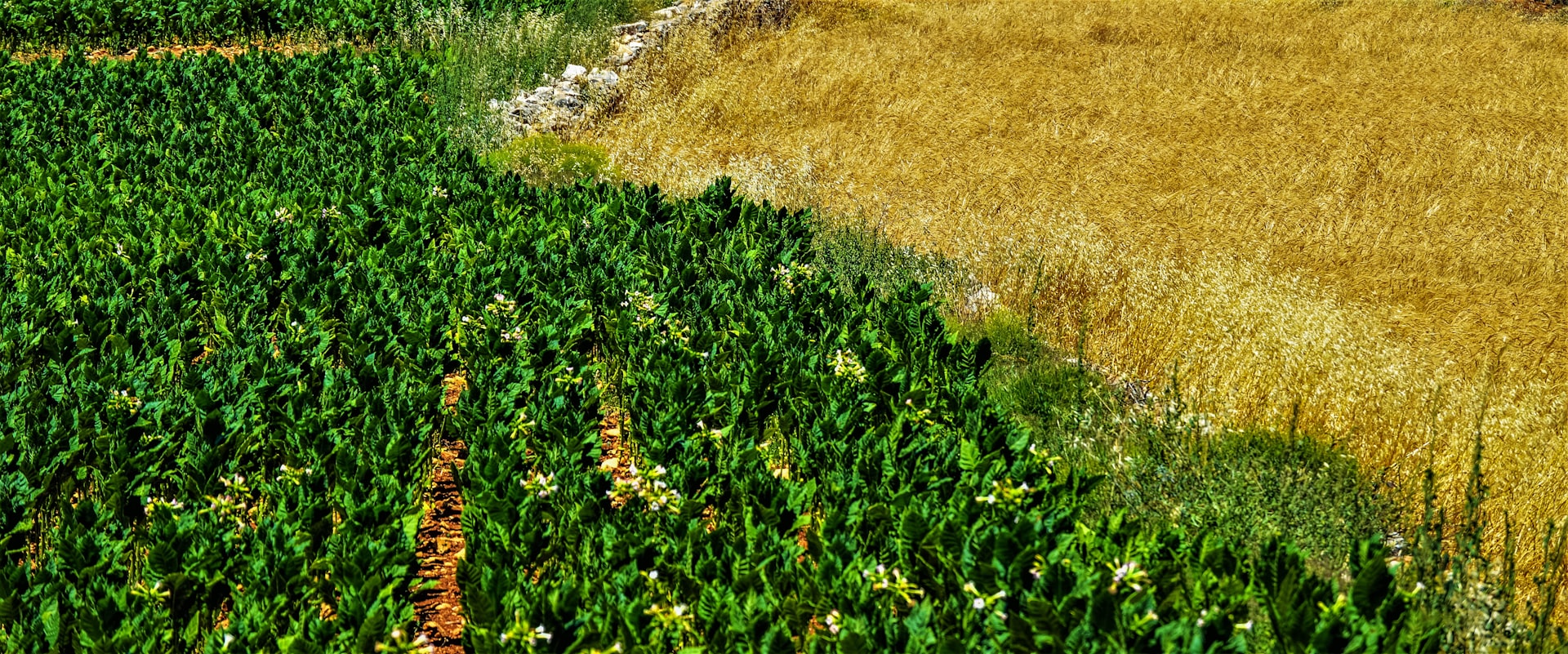 Maquinaria agrícola en el campo